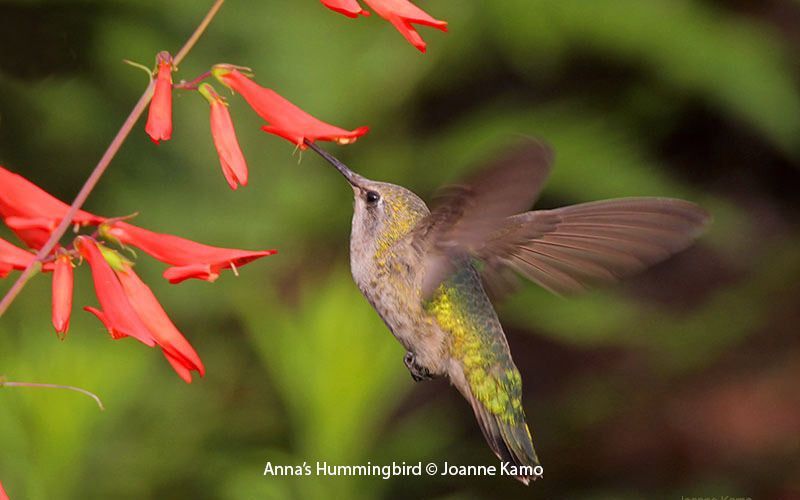 Anna's Hummingbird