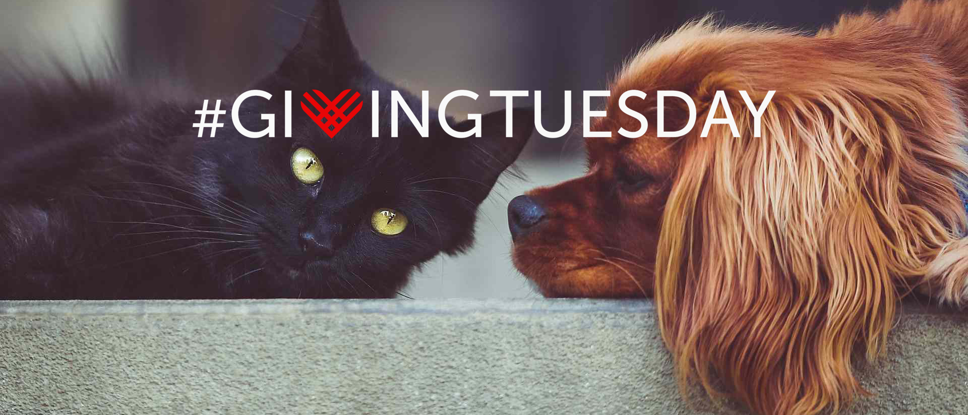 #GIVINGTUESDAY