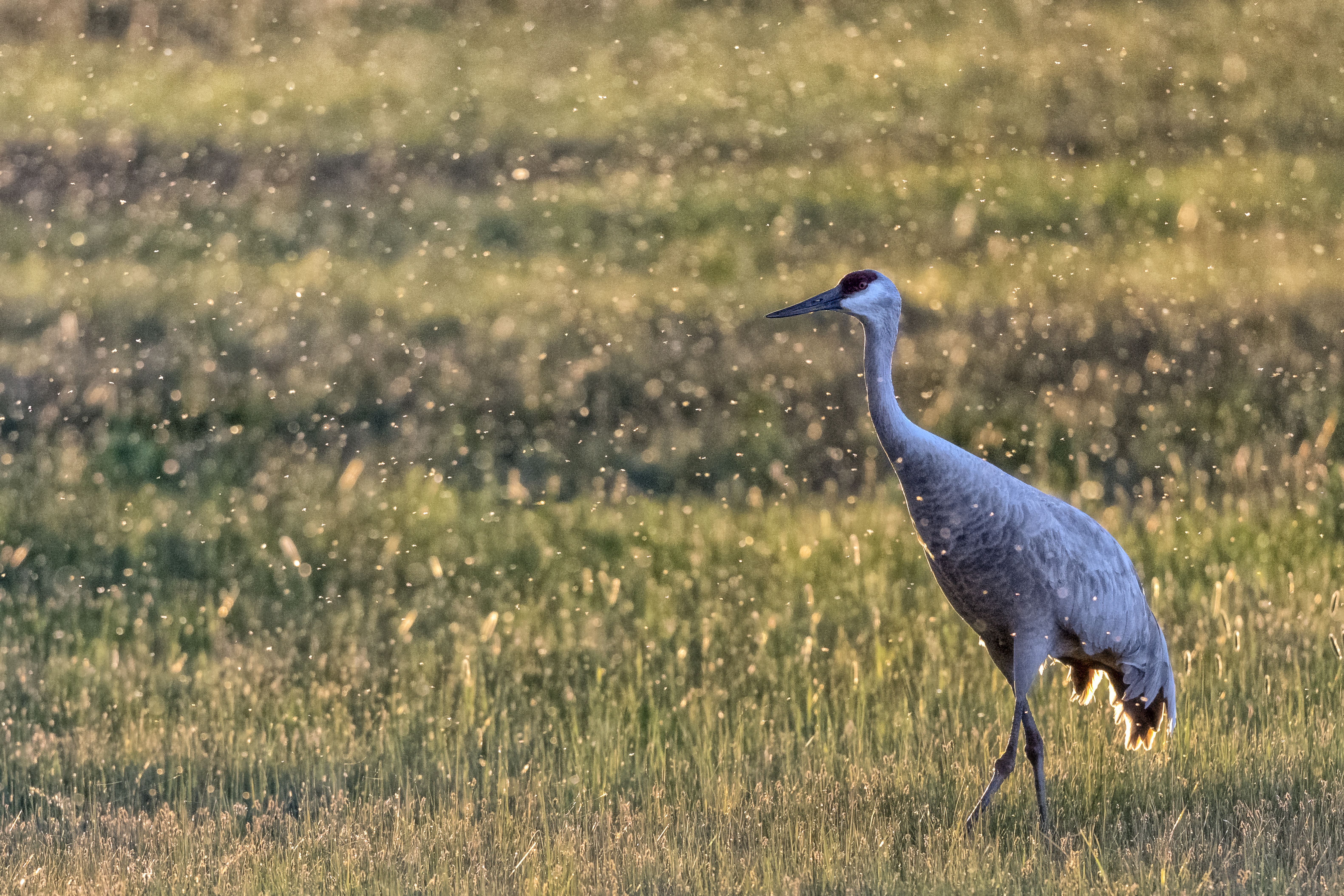 Harney County Migratory Bird Festival