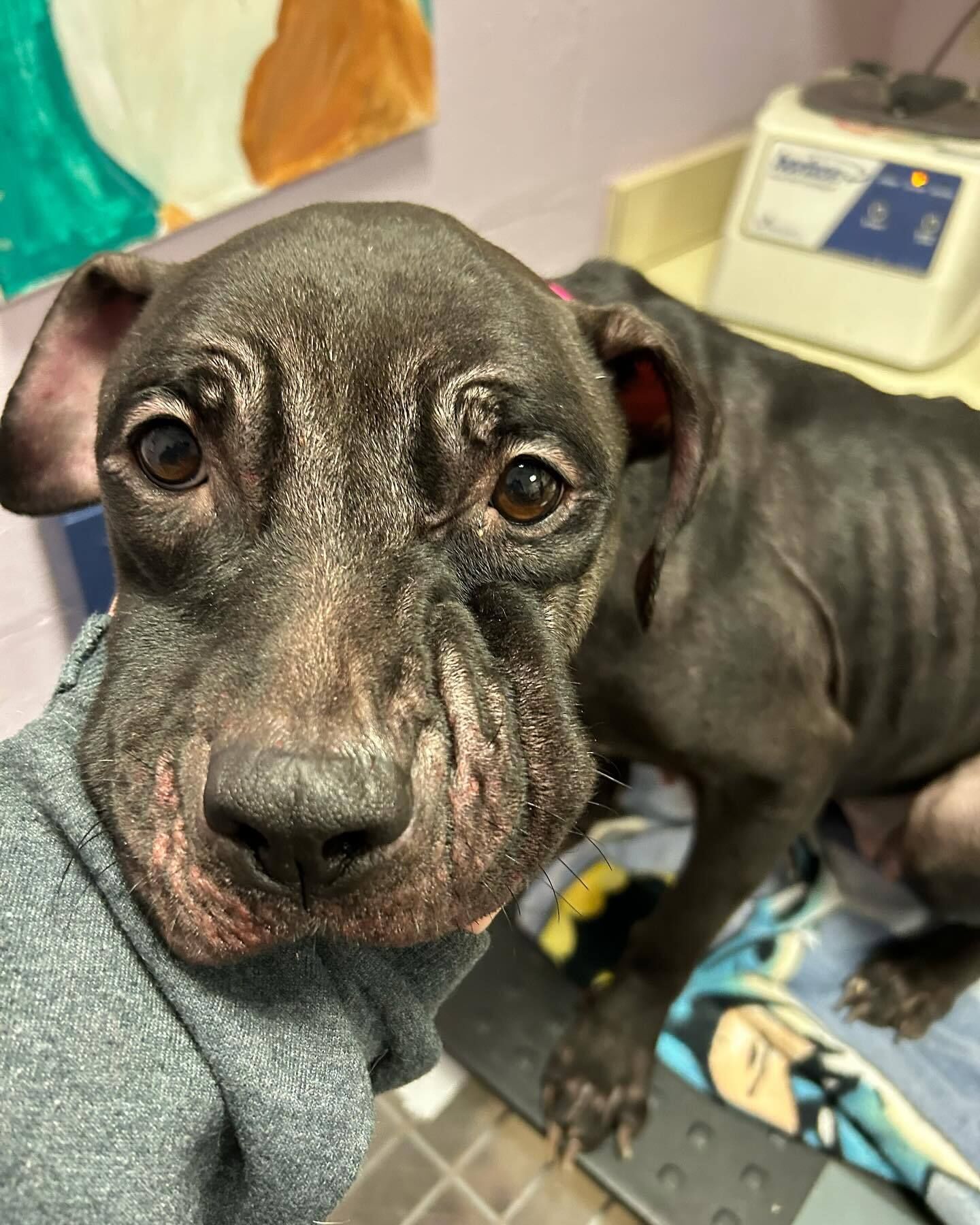 Ophelia the dog now recovering after being found emaciated in the North Jersey cold (NorthJersey.com)