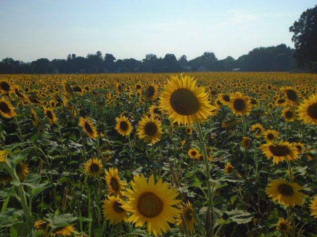 Sunflowers