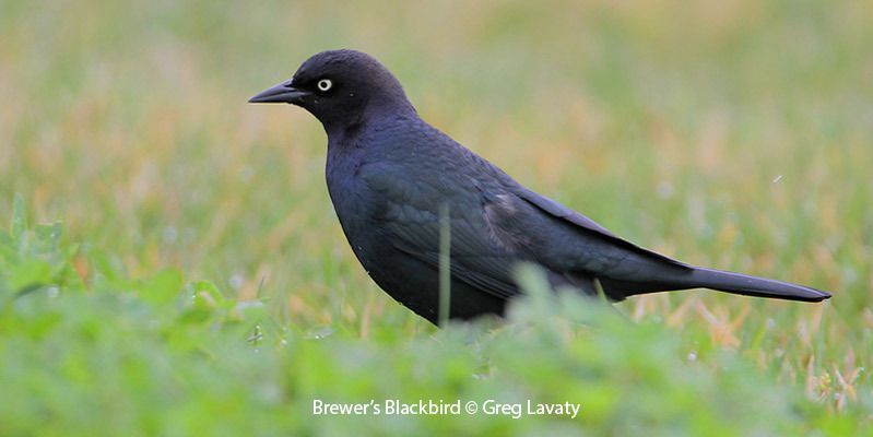 Brewer's Blackbird