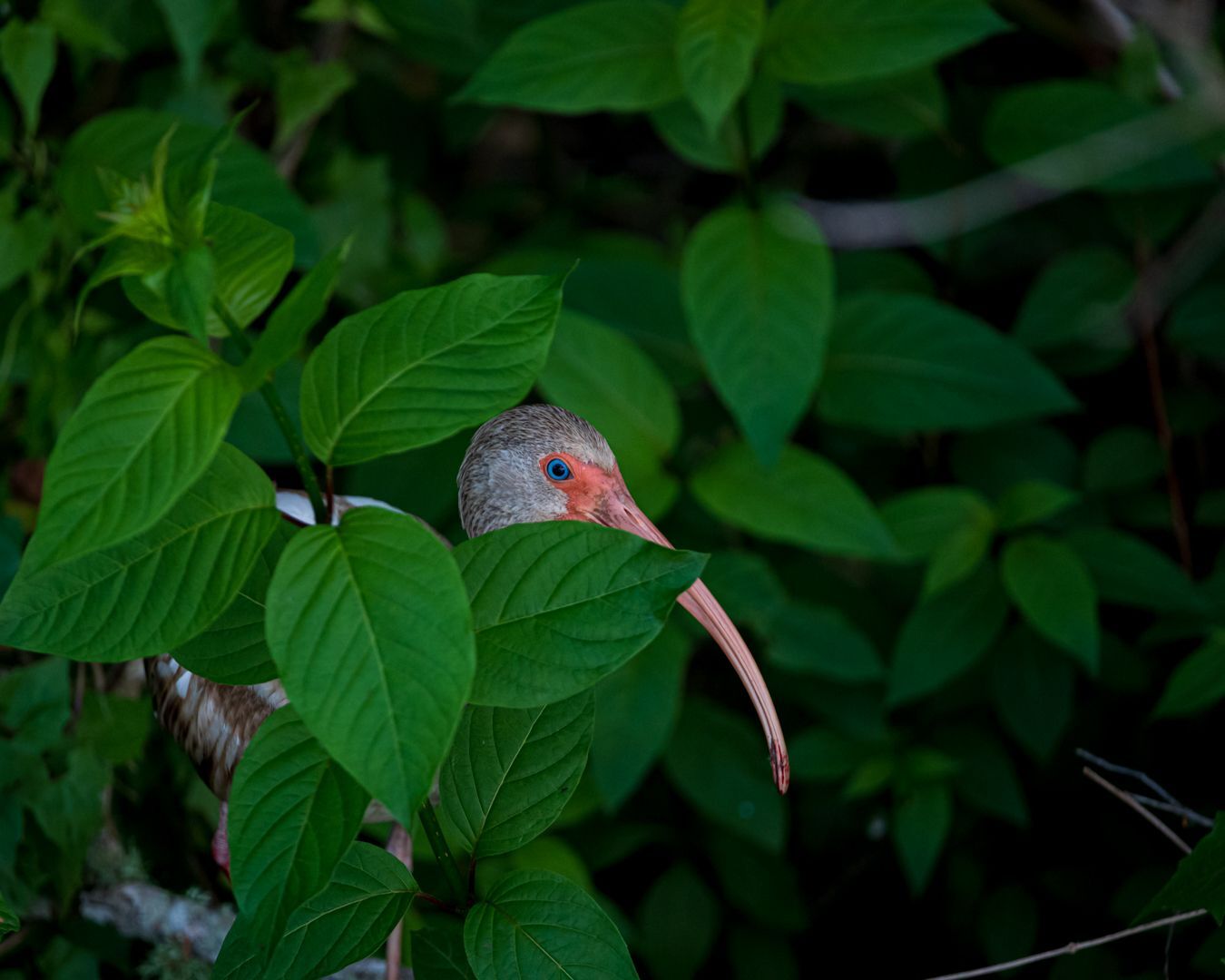 Bird Art Contest  The Pelee Island Bird Observatory