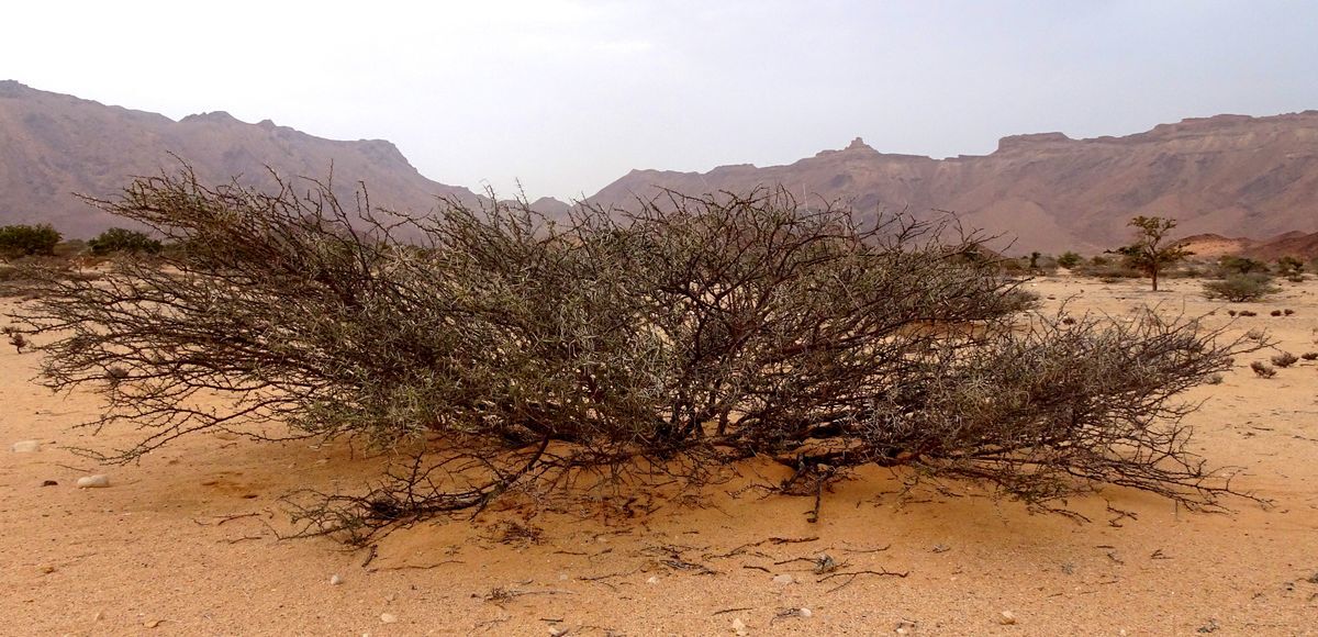 Shrubs surviving in a degraded landscape