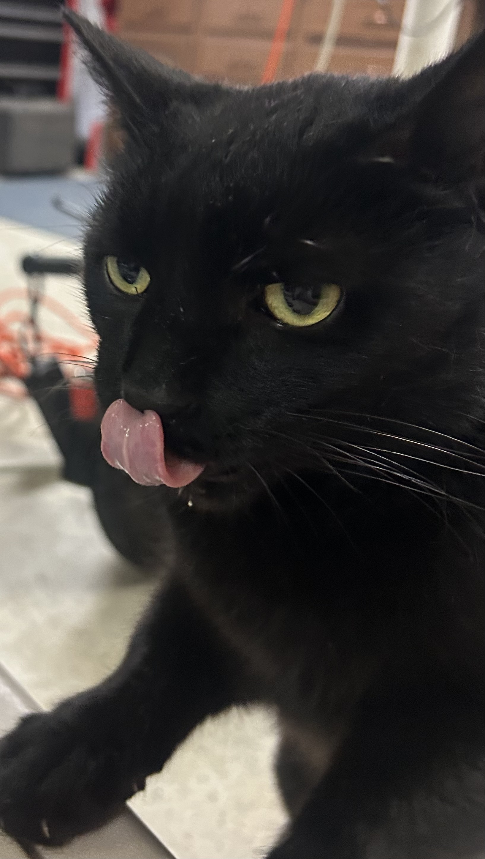 Bo