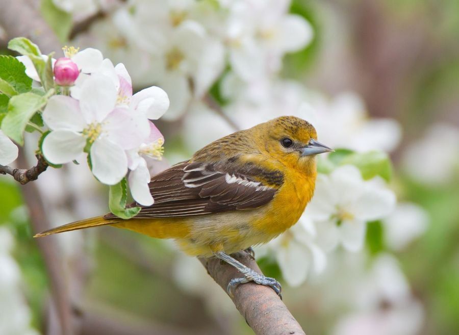 All About Amazing Orioles | Audubon Society of Rhode Island