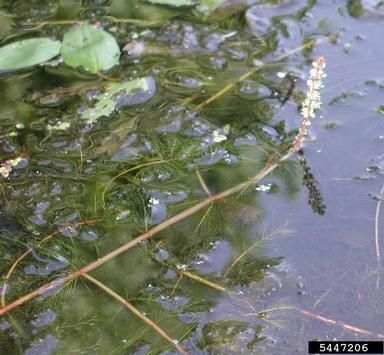 Aquatic Invasive Species District Newsletter