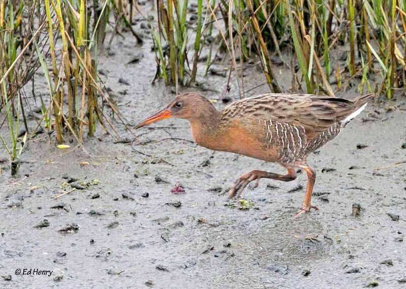 A ridgway's rail walks through the marsh