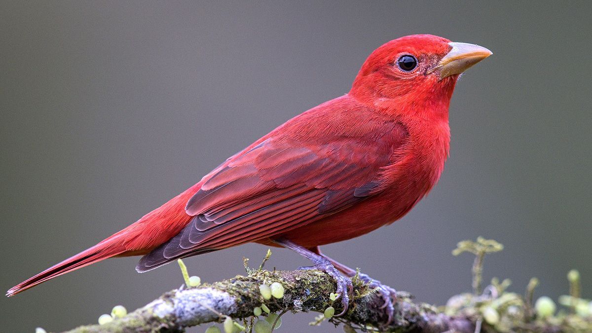 Summer birding tips