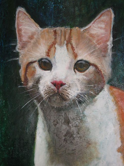 Detail of a Cat