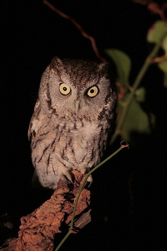 Eastern Screech-Owl