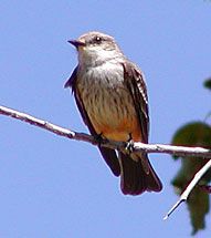 Vermilion Flycatcher (female)