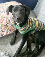 Nova