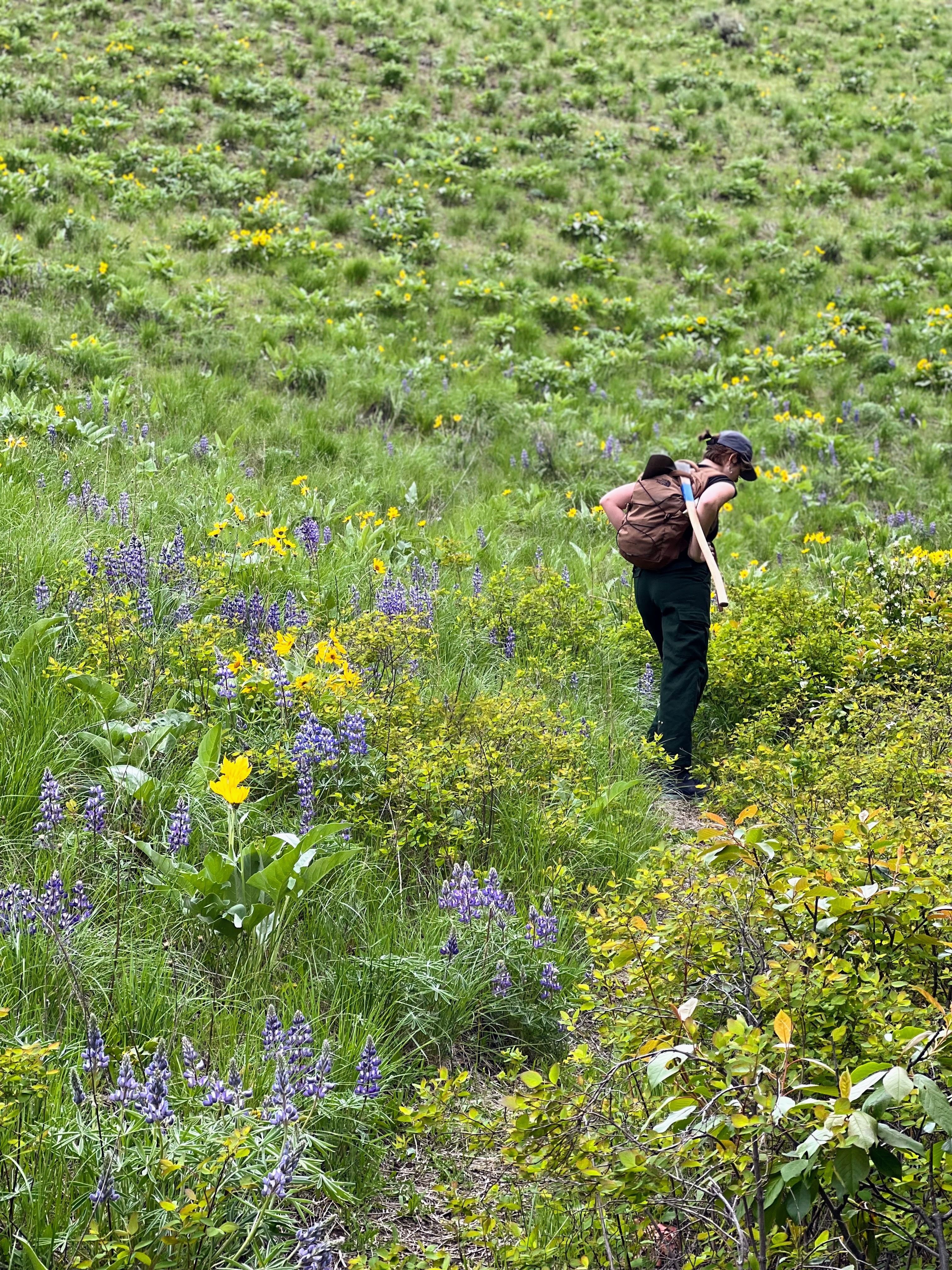 A person with their back to the camera browses through a hillside full of wildflowers.