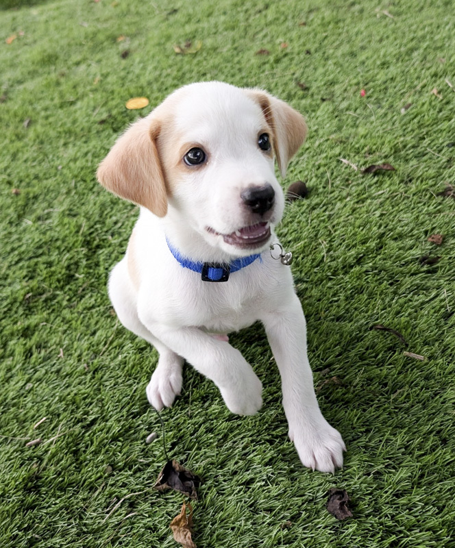 Yoda