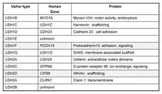 This is a table showing which usher type goes with which human gene and protein