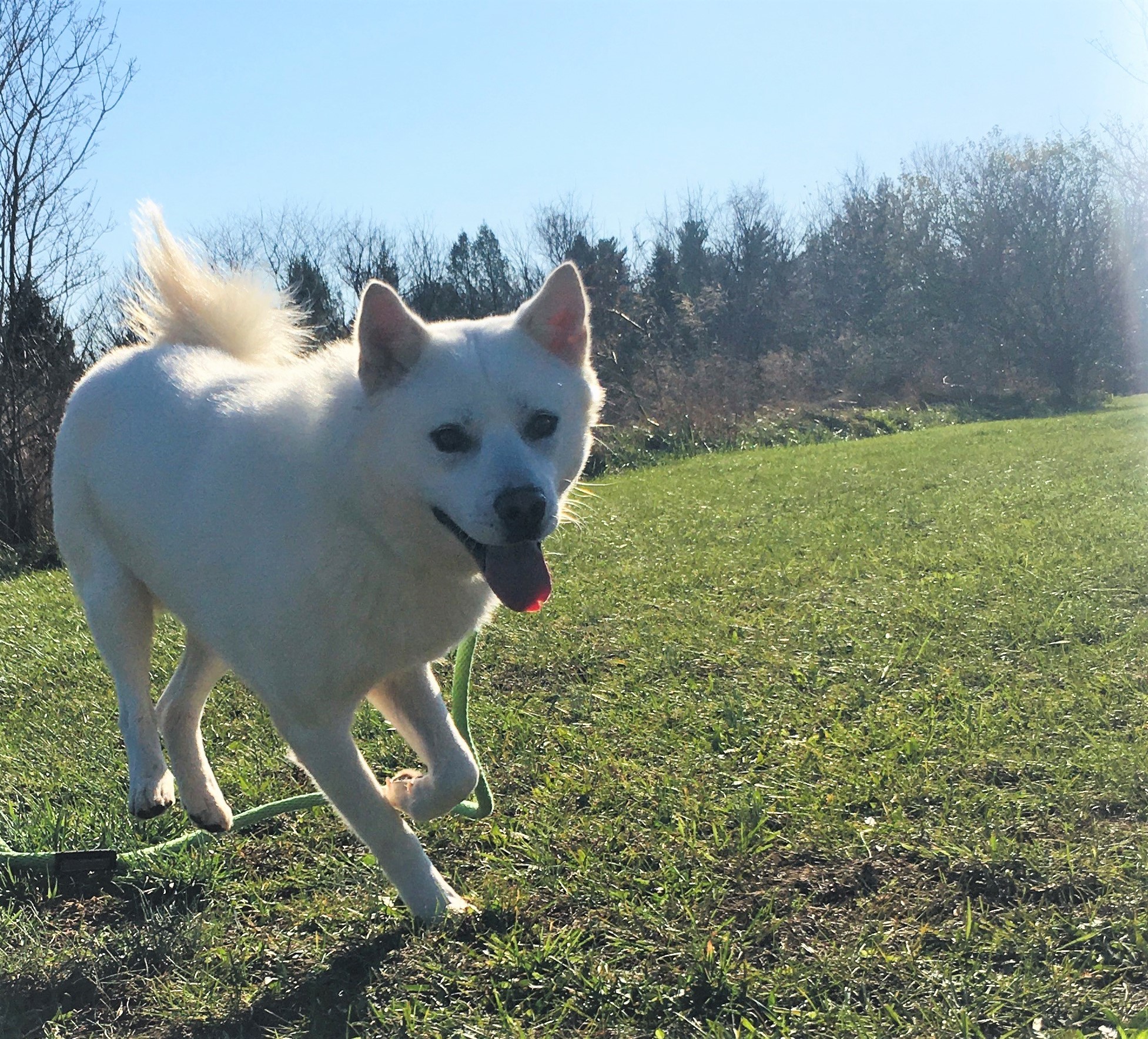 how often should you walk your pungsan dog puppy