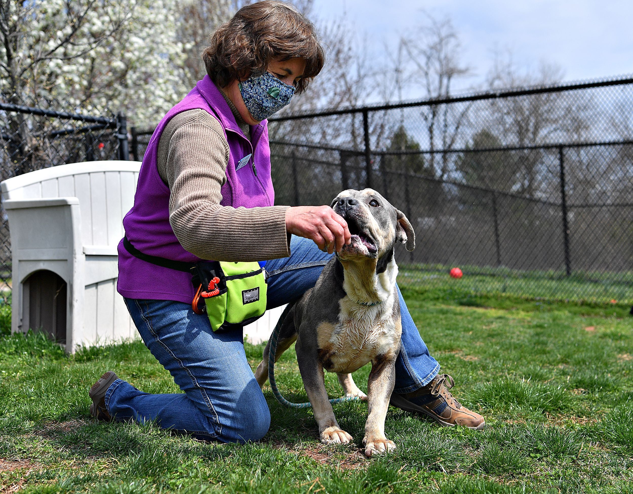 The Good Dog Advice Column: The Importance of Training Your Dog 