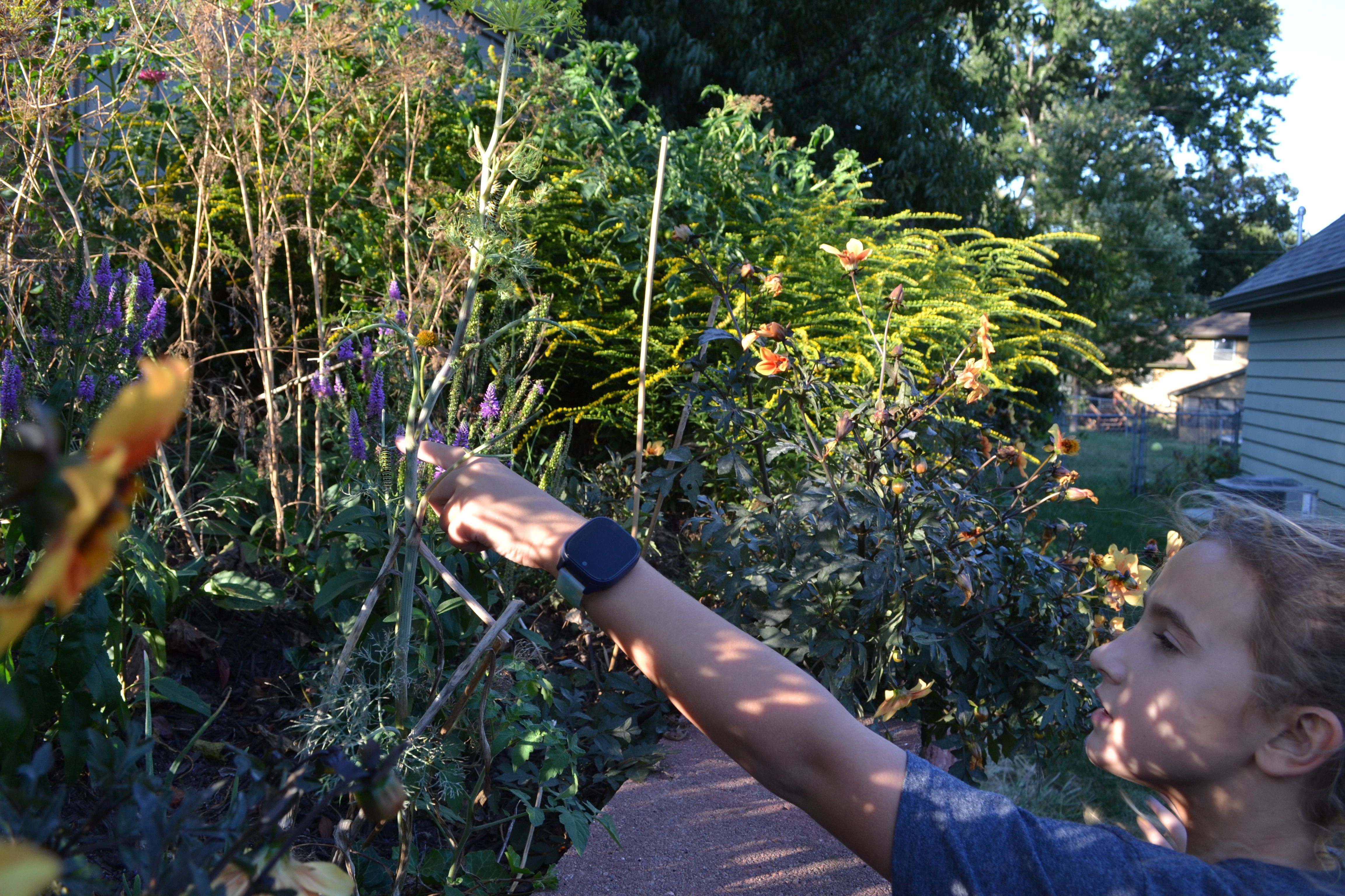 Young girl points to a monarch caterpillar in a mass of grasses. 