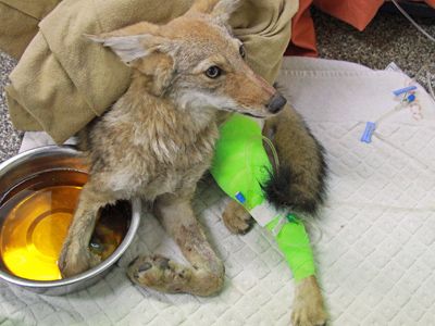 Leg hold trap coyote rehabilitation Southwest Wildlife Conservation Center Scottsdale, Arizona