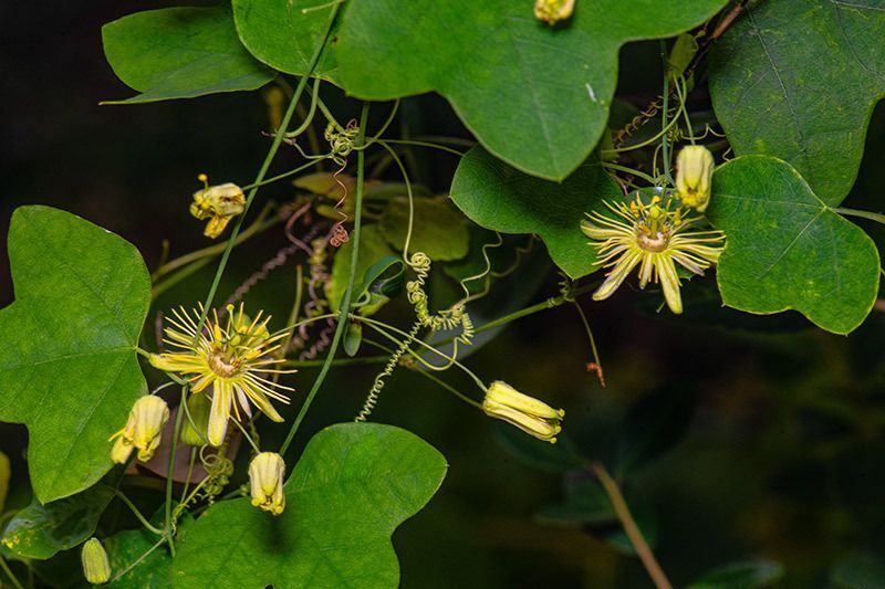 Yellow passionflower