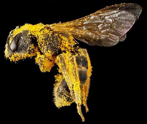 Bee covered in pollen.