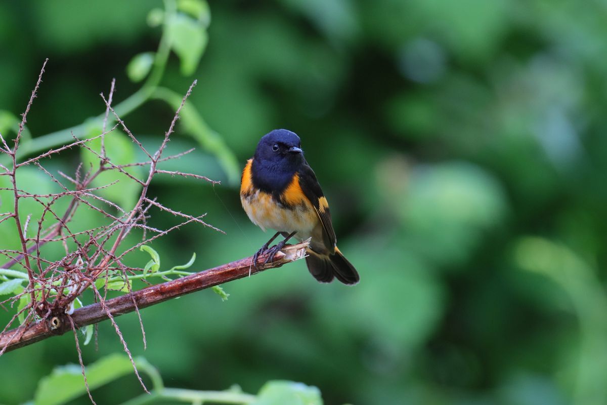 American Redstart by Lisa Jencks