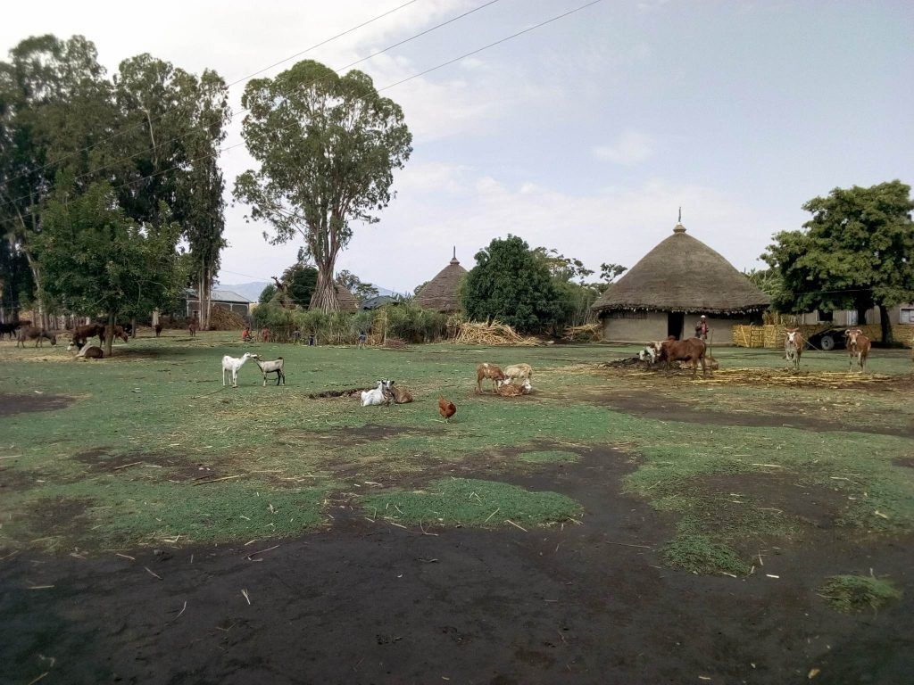 His Home with livestock in a field.