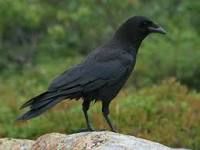 American Crow