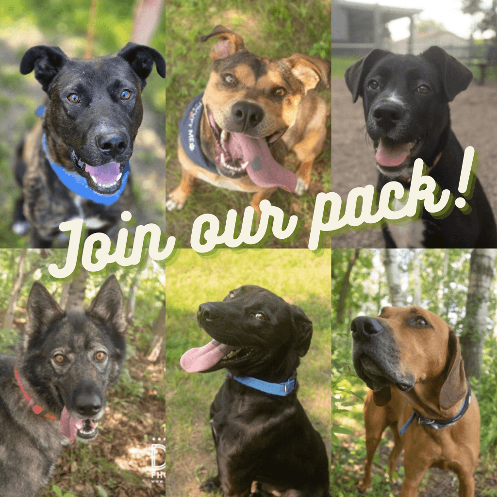 Join our pack!