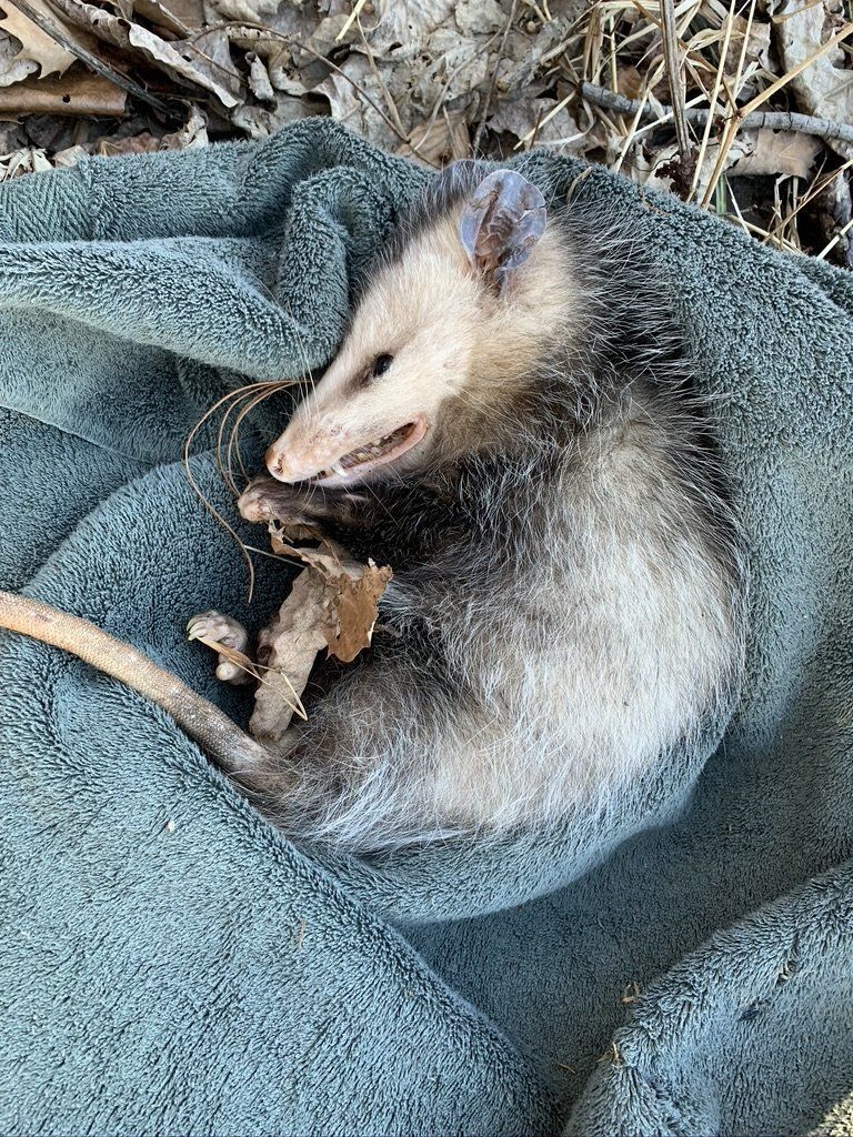 Opossum in a blanket after a rescue
