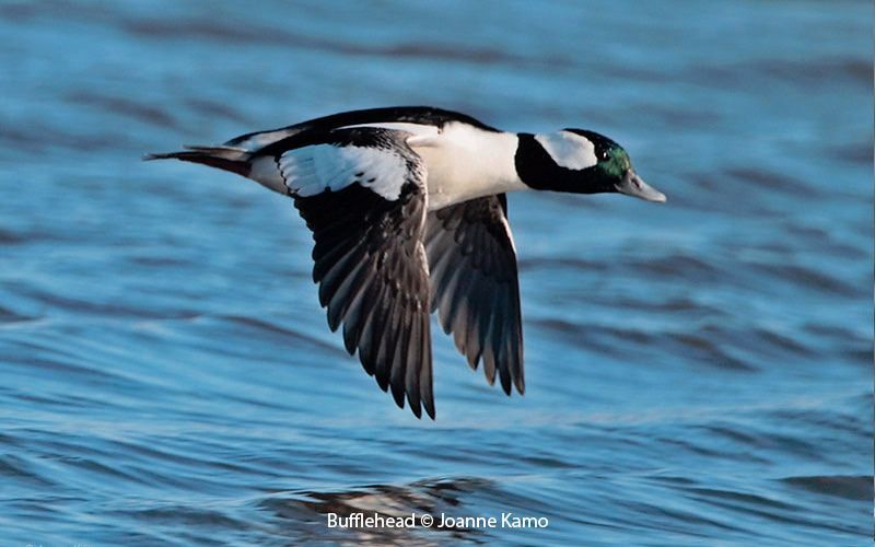 Bufflehead