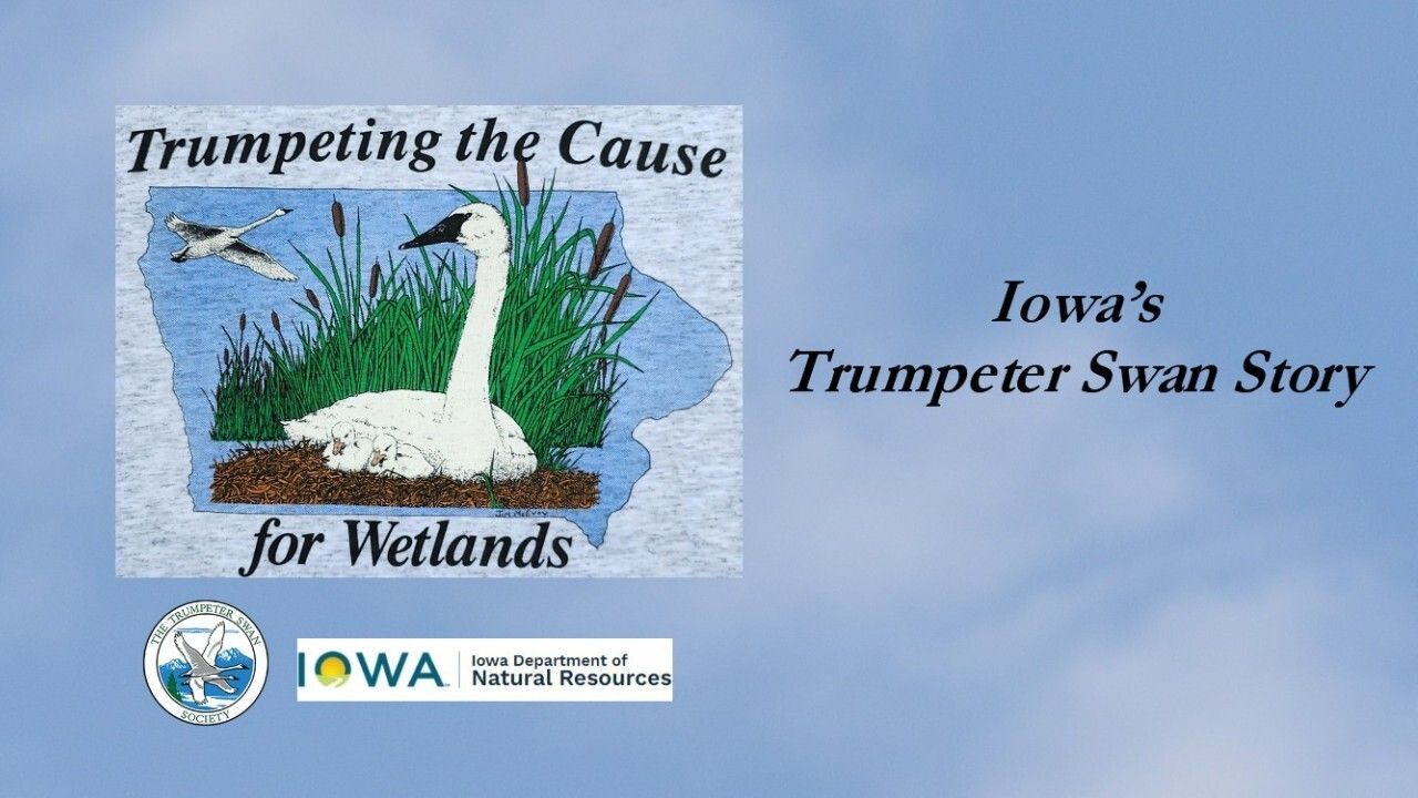 Trumpeting the cause for wetlands- the Iowa swan story