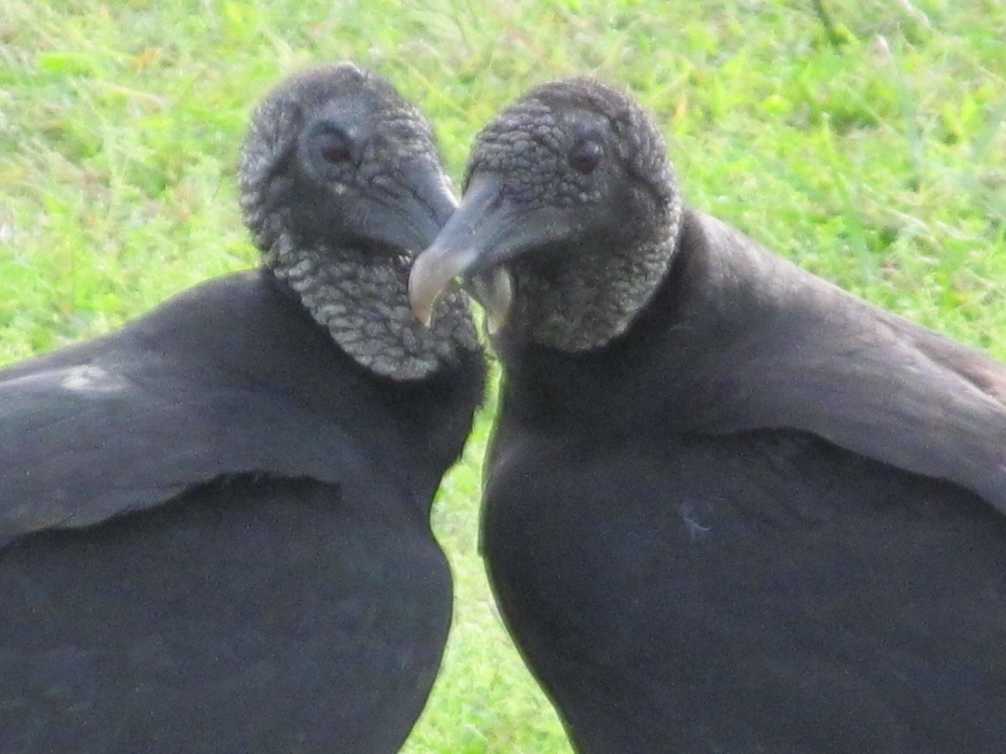 Turkey Vulture Love