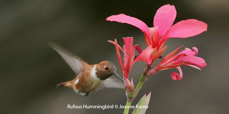 Rufous Hummingbird