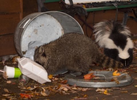 Protecting Your Trash From Animals (and Vice Versa)