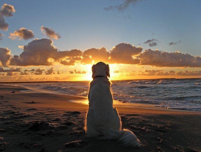 Dog staring out at a sunset.