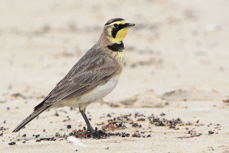 Horned Lark