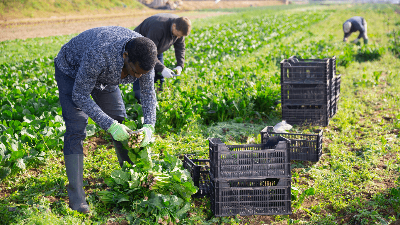 Ag workers pick and sort produce