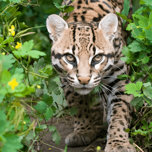 Ocelot Ocelot