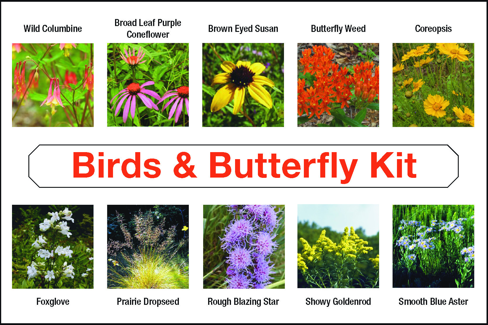 Birds & Butterfly Kit