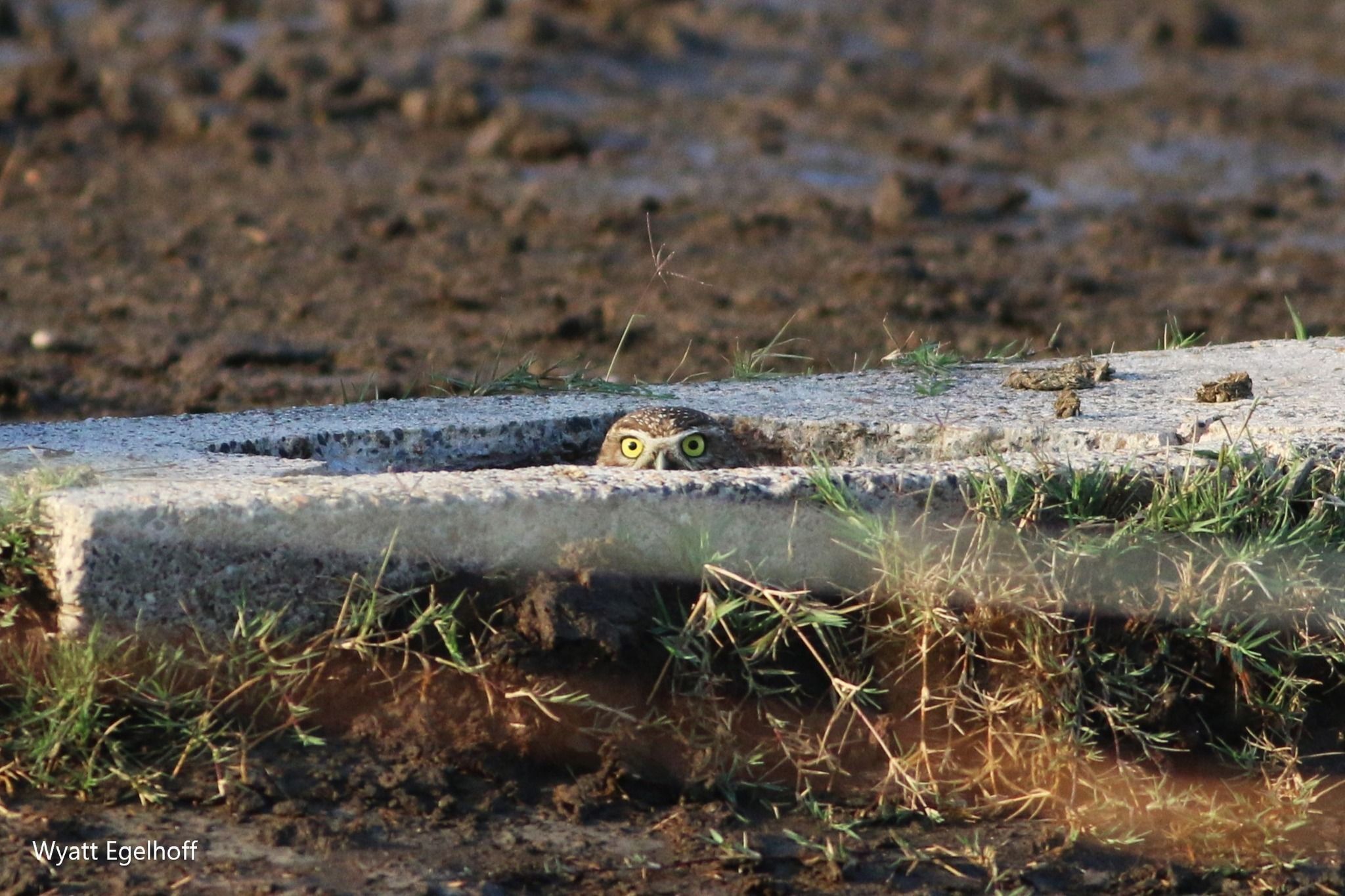 Burrowing Owl