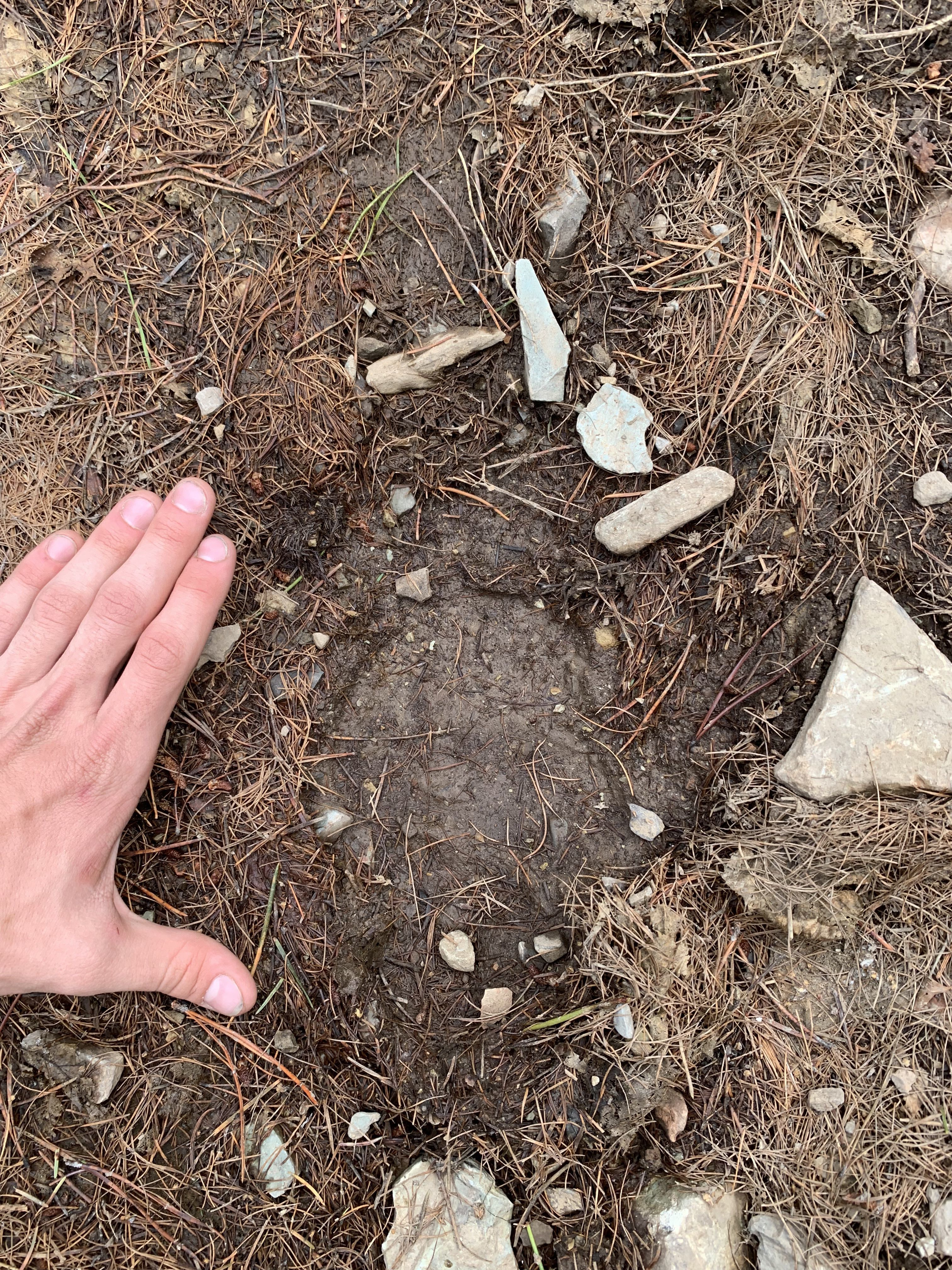 A hand is touching the ground, with a bear paw print next to it.