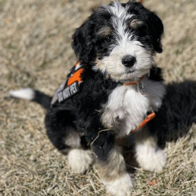 Hearing Dog Candidate Cosmo