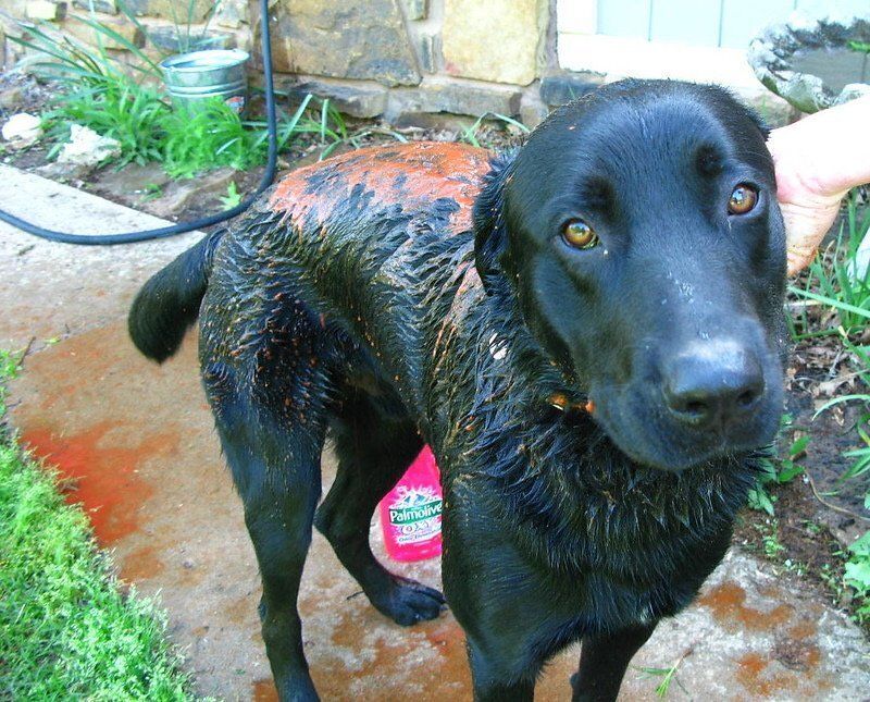Dog covered in tomato soup