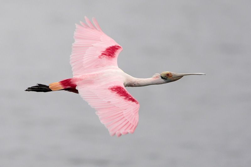 types of spoonbill bird