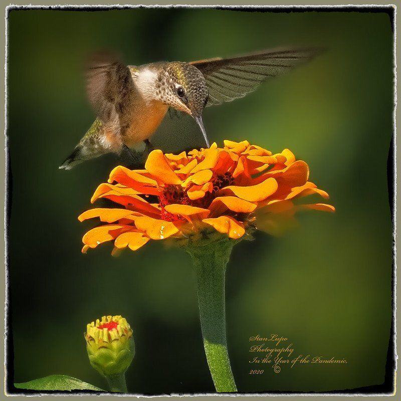 Hummingbird flying over a bright orange flower drinking nectar