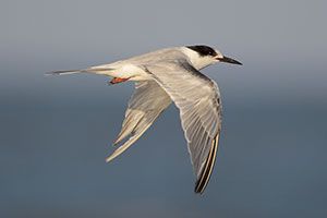 Beak of the Week: Common Tern