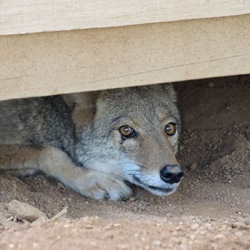 Bob Barker coyote Southwest Wildlife sanctuary
