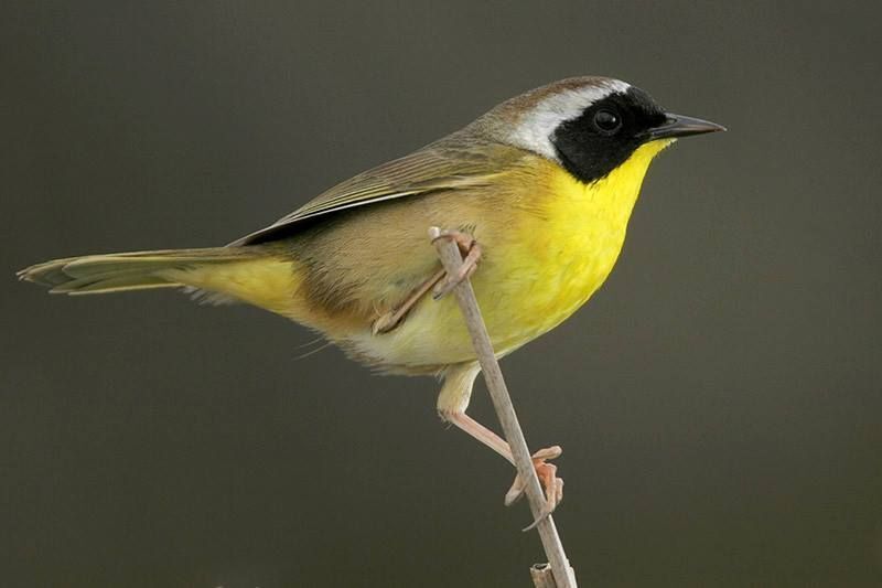 Common Yellowthroat